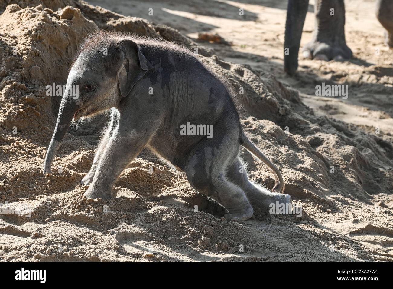 Leipzig, Deutschland. 30. Oktober 2022. Der kleine Elefantenbulle im Leipziger Zoo ist sechs Wochen alt. Der Sohn von Pantha und VOI Nam soll nun einen Namen bekommen. Der Montag ist die Frist für die Einreichung von Namensvorschlägen für den Ende September geborenen Stier Elefant. Quelle: Heiko Rebsch/dpa/Alamy Live News Stockfoto