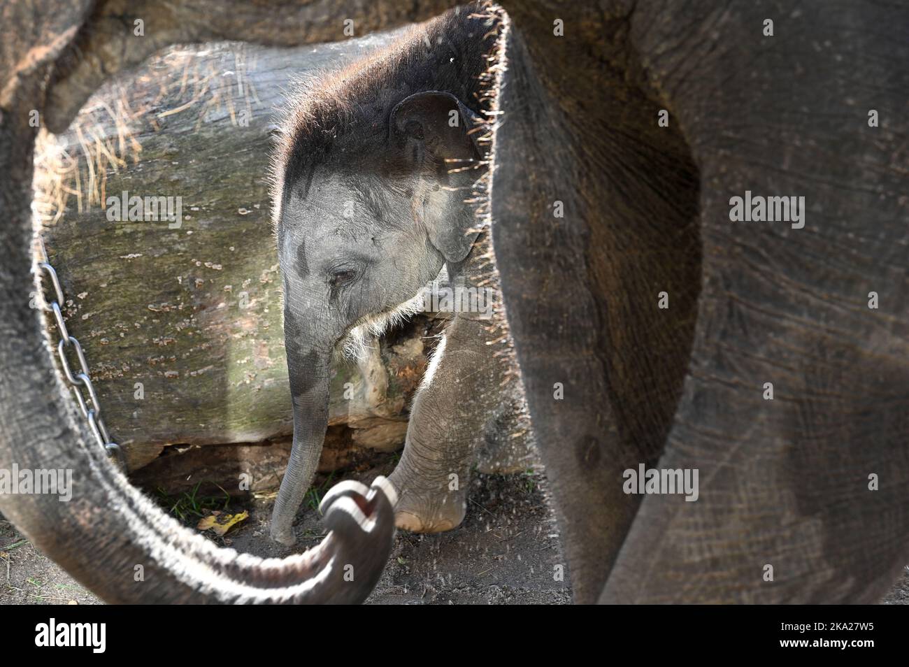 Leipzig, Deutschland. 30. Oktober 2022. Der kleine Elefantenbulle im Leipziger Zoo ist sechs Wochen alt. Der Sohn von Pantha und VOI Nam soll nun einen Namen bekommen. Der Montag ist die Frist für die Einreichung von Namensvorschlägen für den Ende September geborenen Stier Elefant. Quelle: Heiko Rebsch/dpa/Alamy Live News Stockfoto