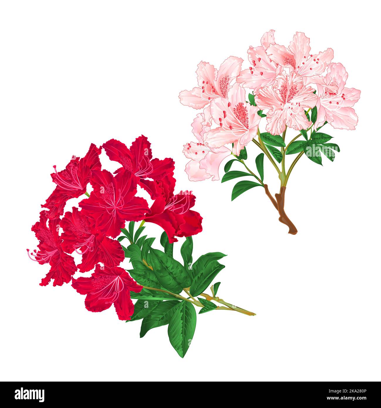 Zweige hellrosa und rote Blumen Rhododendren Bergstrauch auf weißem Hintergrund Set fünf Vintage Vektor Illustration editierbar Handzeichnen Stock Vektor