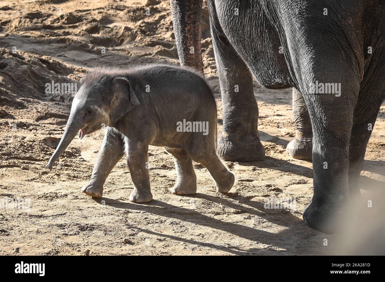 Leipzig, Deutschland. 30. Oktober 2022. Der kleine Elefantenbulle im Leipziger Zoo ist sechs Wochen alt. Der Sohn von Pantha und VOI Nam soll nun einen Namen bekommen. Der Montag ist die Frist für die Einreichung von Namensvorschlägen für den Ende September geborenen Stier Elefant. Quelle: Heiko Rebsch/dpa/Alamy Live News Stockfoto