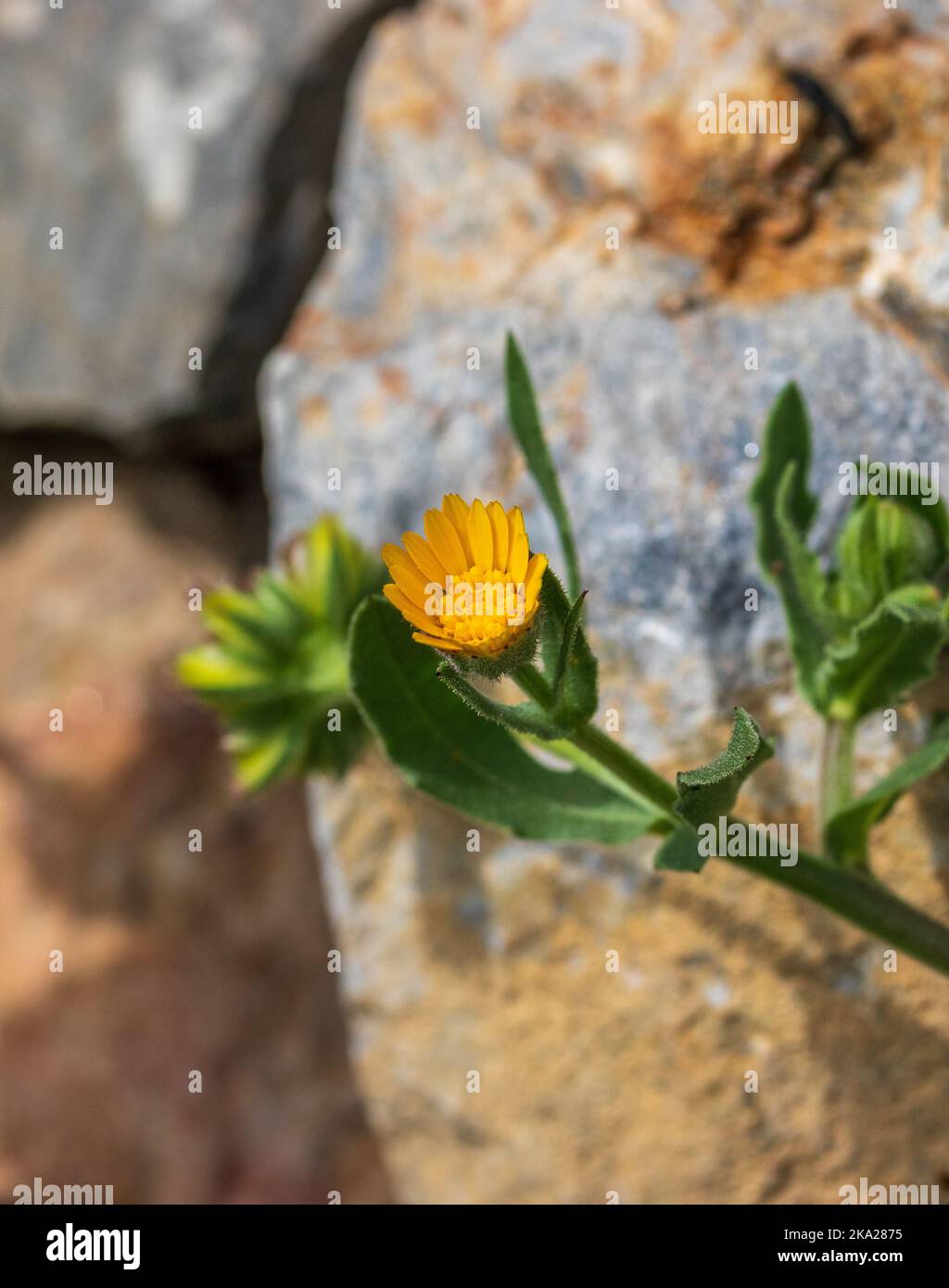 Calendula arvensis, wilder Ringelblume mit Kopierraum und natürlichem Hintergrund im Hochformat Stockfoto