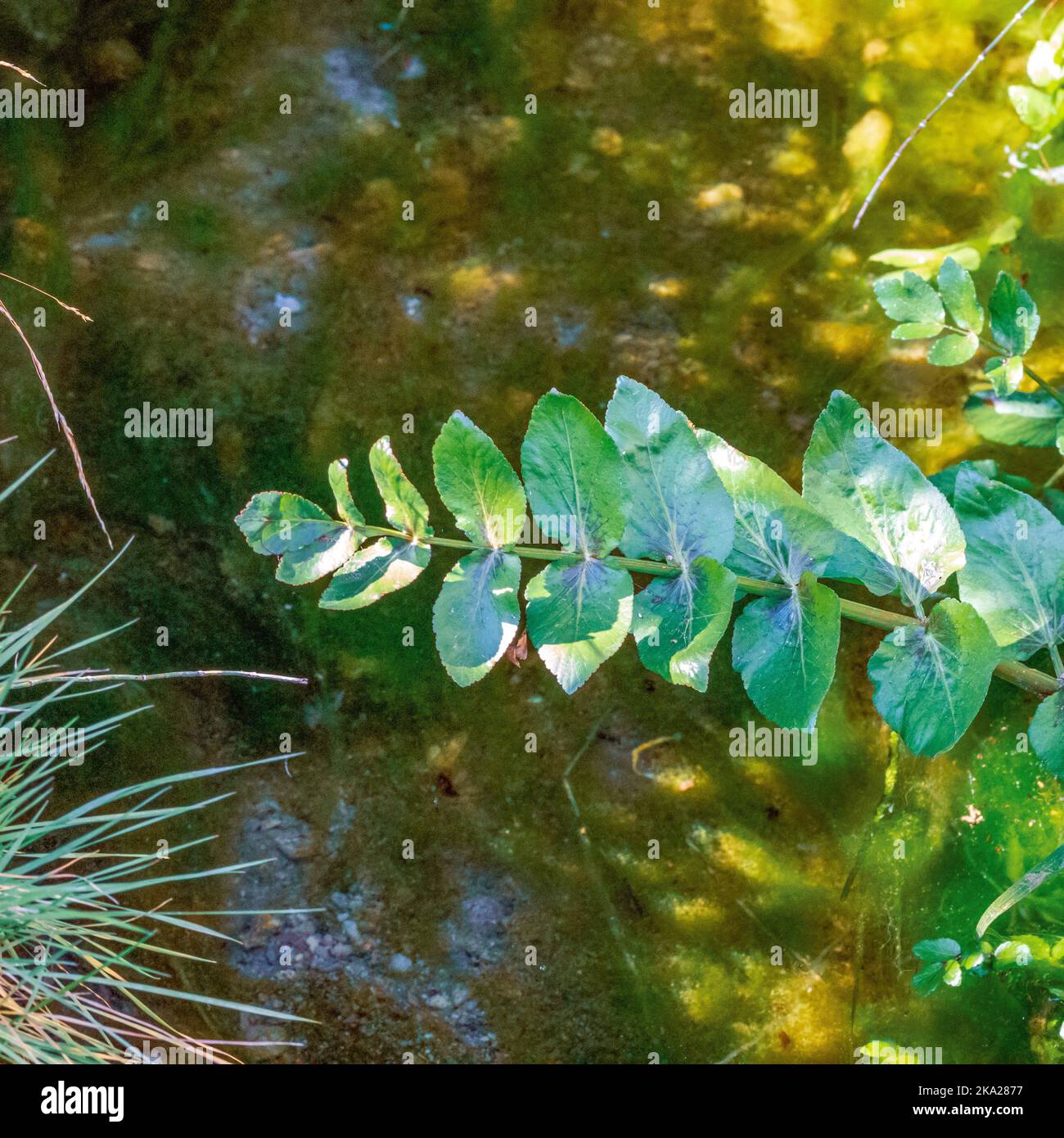 Apium nodiflorum, die Wasserkresse des Narren Stockfoto