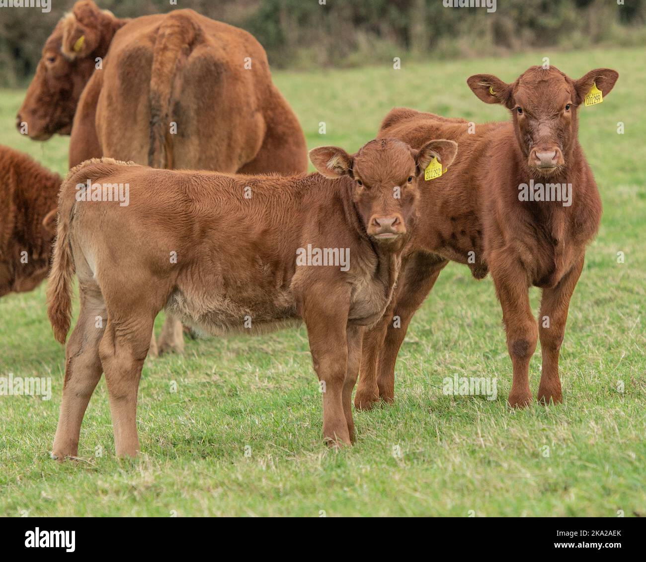 Herde von Süddevon Rindern Stockfoto
