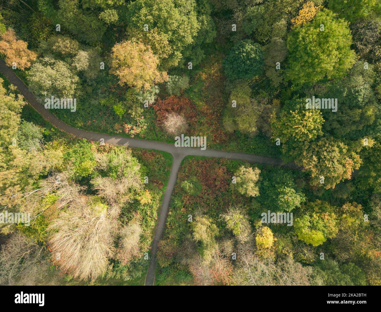 Luftaufnahme einer T-Kreuzung in einem Waldweg während der Herbstsaison Stockfoto