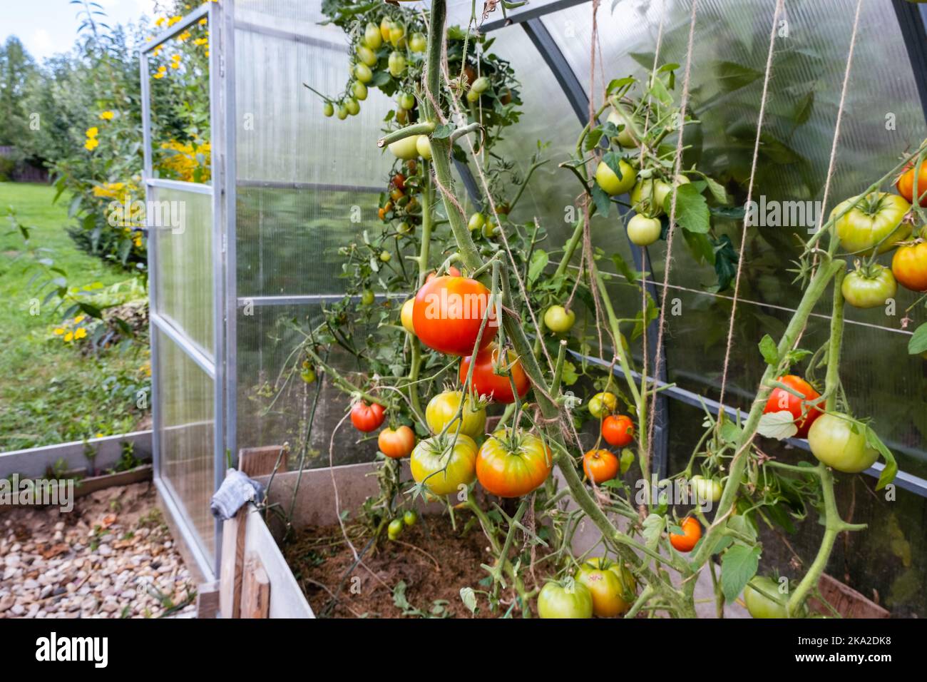 Reife und unreife Tomaten im Gewächshaus Stockfoto