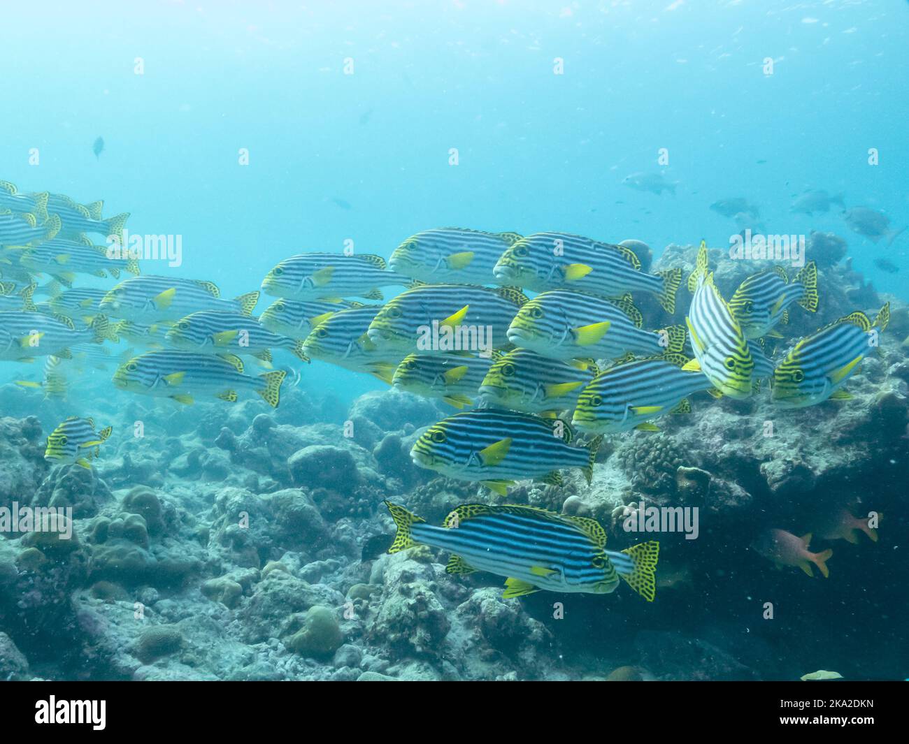 Herde kleiner exotischer Fische in den Tiefen des Indischen Ozeans, maldivische Inseln Stockfoto