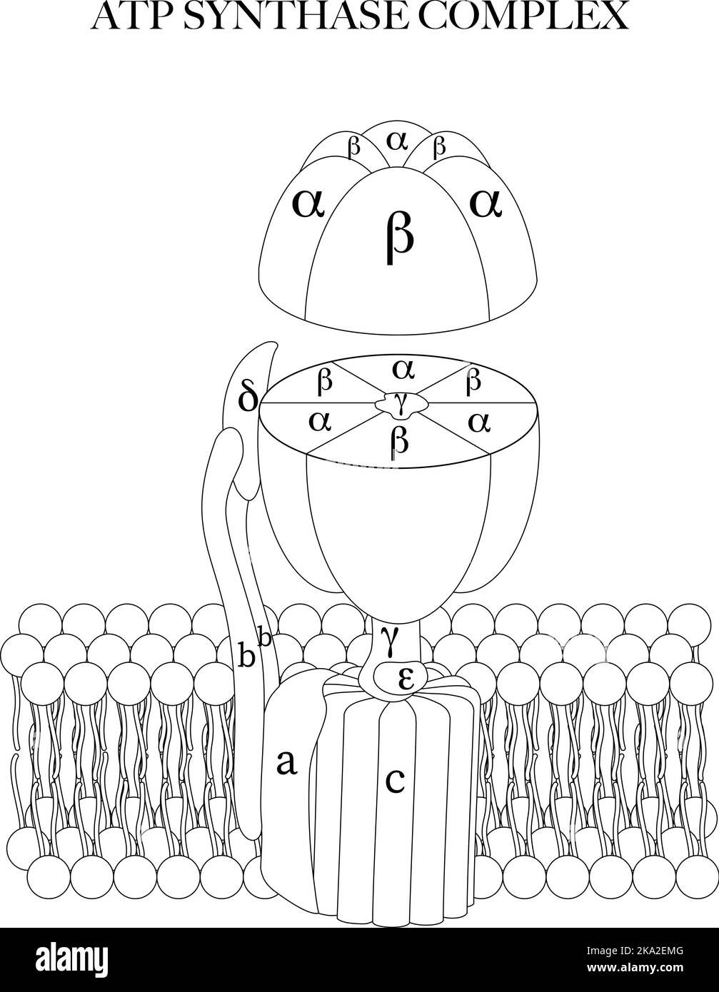 Die ATP-Synthase (Complex V) in Schwarz-Weiß-Liniengrafik zum Färben und Lernen. Stock Vektor