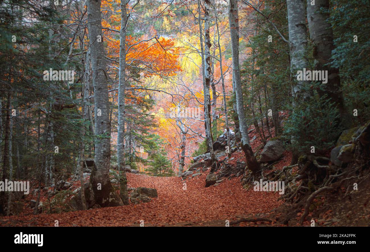 Struktur von Ästen und bunten Blättern im Herbst im Nationalpark Ordesa y Monte Perdido in Huesca, Spanien Stockfoto