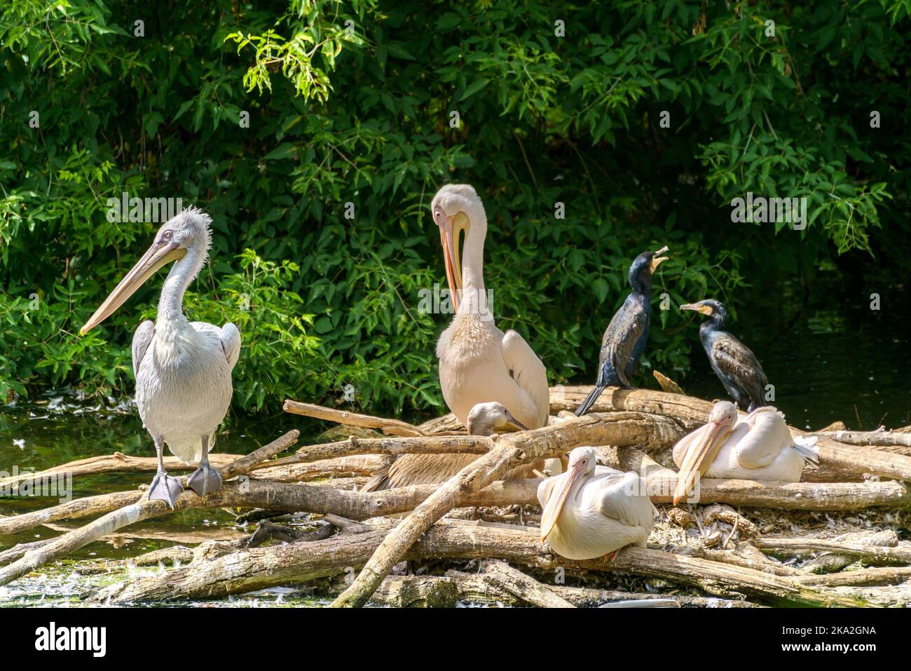 Wildvogelpelikan. Tierwelt. Stockfoto