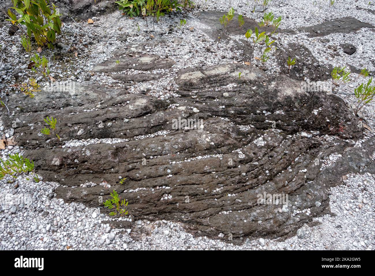 Präkambrische Kieselsteinsandsteine mit Kreuzbetten in den flachen Tepui-Bergen. Tepequém, Bundesstaat Roraima, Brasilien. Stockfoto