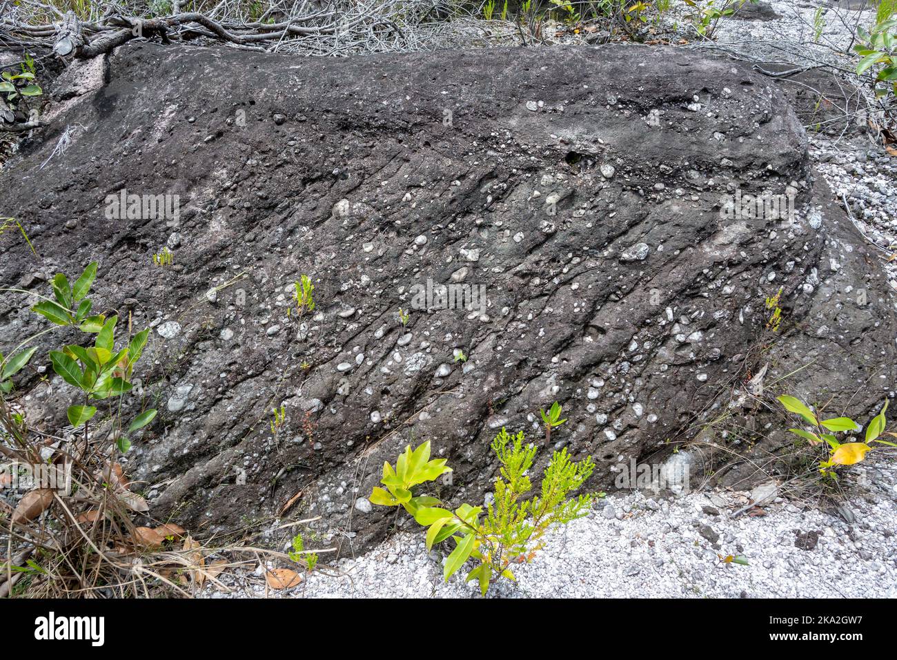 Präkambrische Kieselsteinsandsteine mit Kreuzbetten in den flachen Tepui-Bergen. Tepequém, Bundesstaat Roraima, Brasilien. Stockfoto