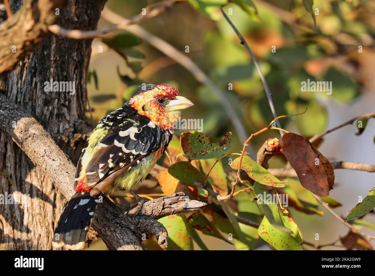 Kammbarbet, Südafrika, Trachyphonus vaillantii Stockfoto