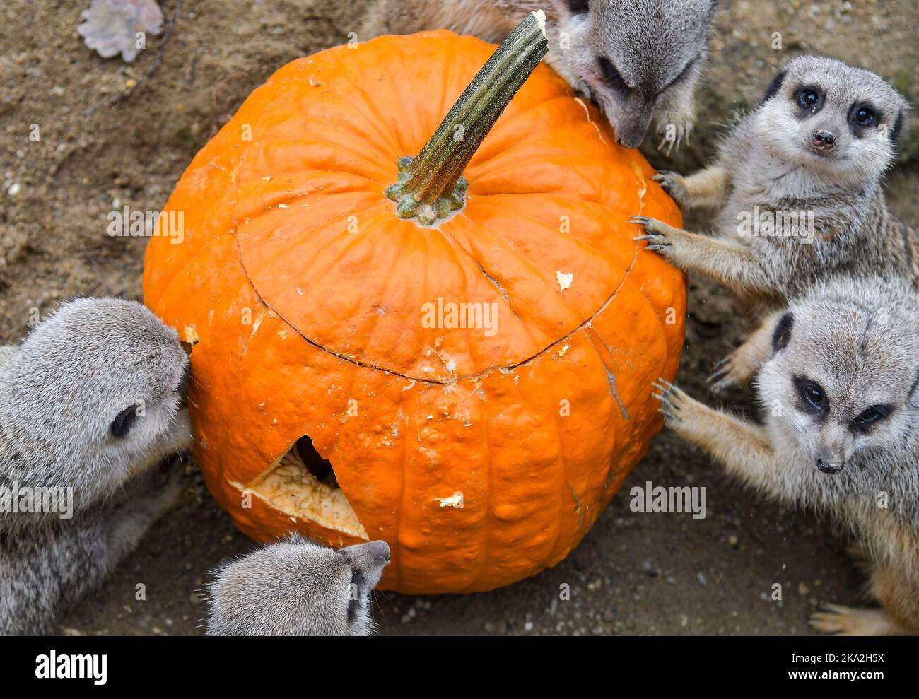 (221031) -- ZAGREB, 31. Oktober 2022 (Xinhua) -- Erdmännchen werden um einen mit Nahrung gefüllten Kürbis im Zoo von Zagreb in Zagreb, Kroatien, am 30. Oktober 2022 gesehen. (Josip Regovic/PIXSELL über Xinhua) Stockfoto