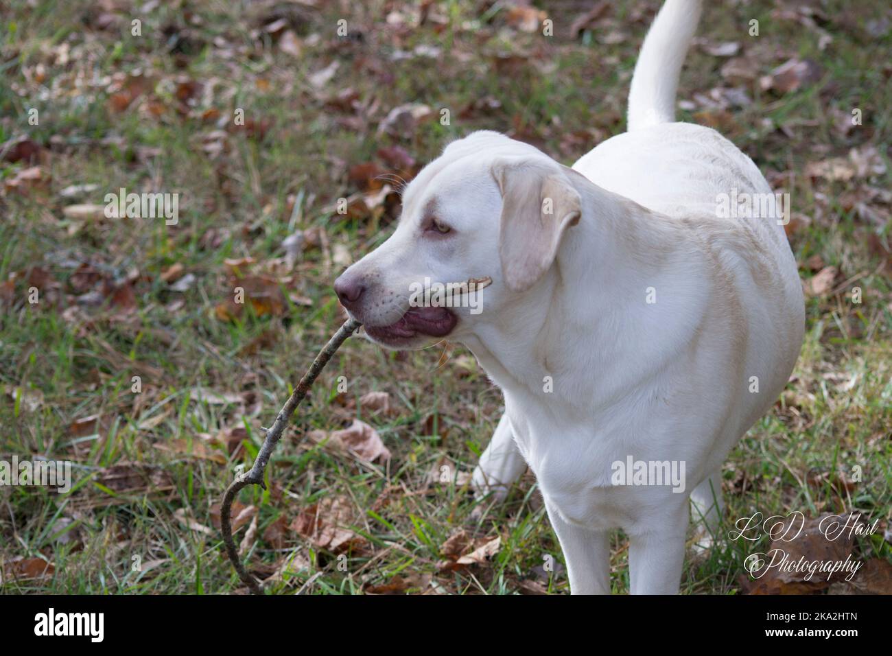 Junger Labrador Retriever Stockfoto