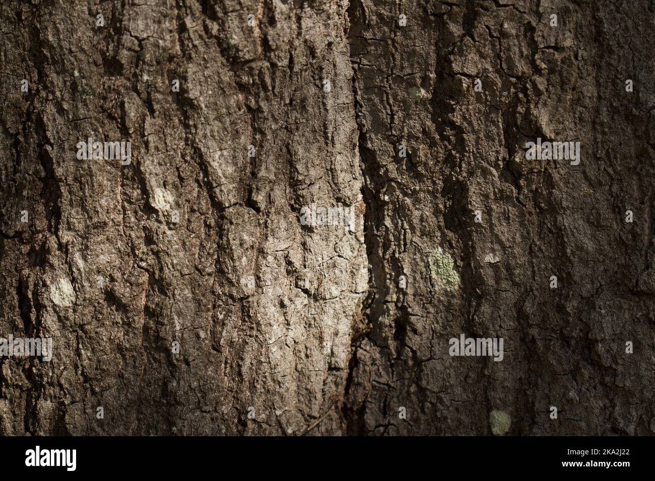 Eiche Baumrinde Stockfoto