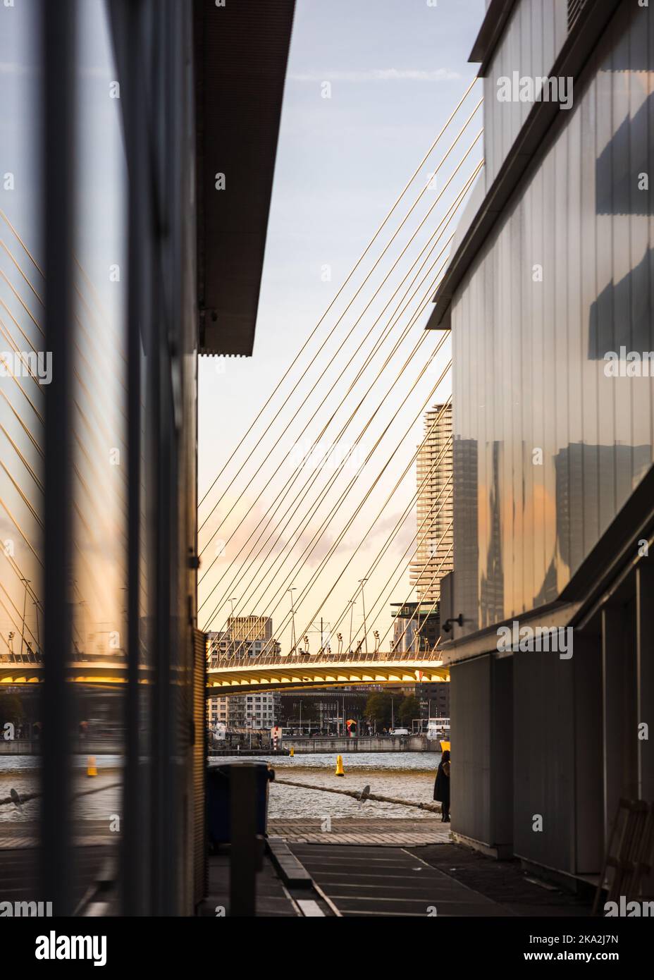 Rotterdam, Niederlande Hängebrücke Moderne Konstruktion und Design mit Nahaufnahme des Turms, der Kabel und den Sonnenuntergang Himmel während der goldenen Stunde zeigt. Stockfoto