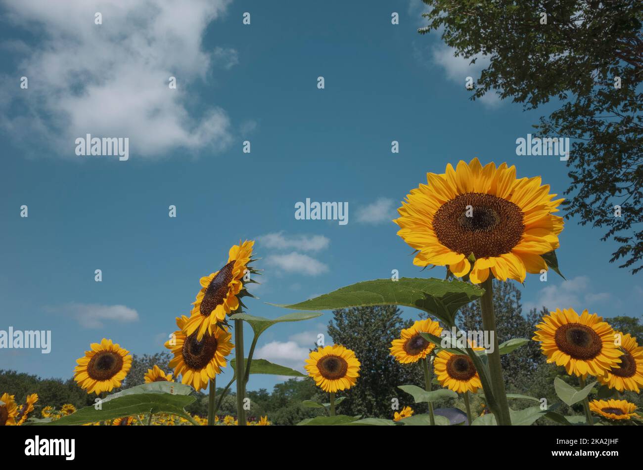 Ein schönes Sonnenblumenfeld gegen den blauen, hellen Himmel Stockfoto
