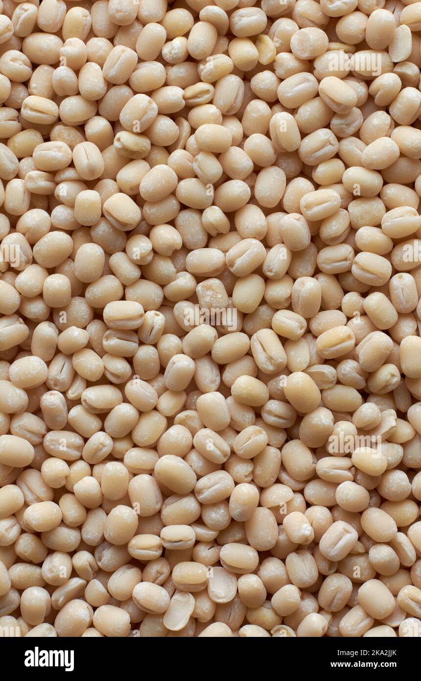 Makroaufnahme von organisch poliertem weißem Urad dal, vigna mungo, auch bekannt als ulundu paruppu, oder Urad Bohne oder Mash Kalai, Vollformat-Food-Hintergrund Stockfoto