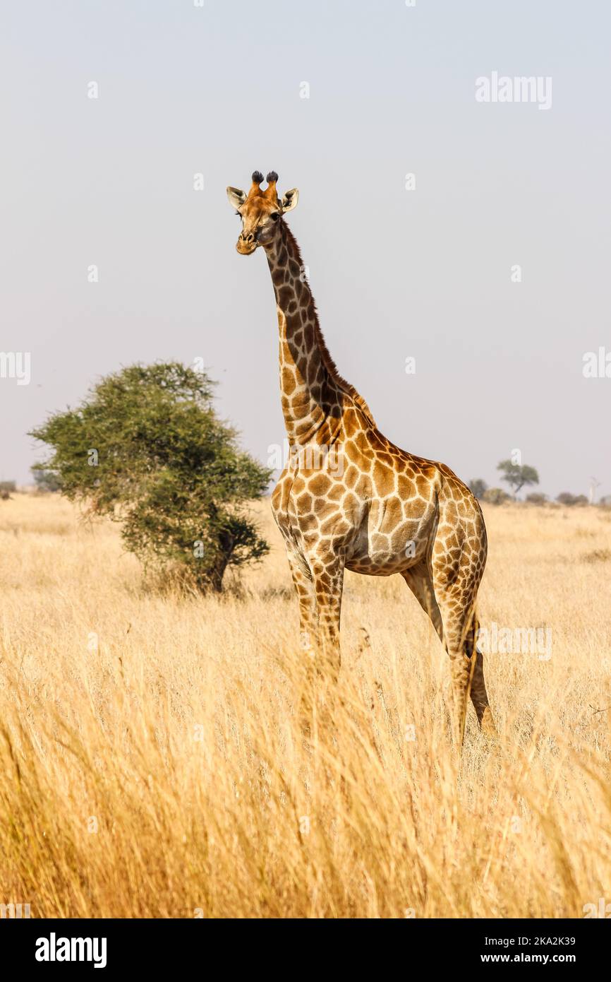 Einzelne Giraffe in der Savanne des Kruger Parks Stockfoto