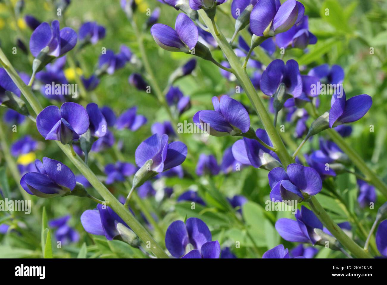 Blüten des blauen Falschen Indigos (Baptizia australis) Stockfoto