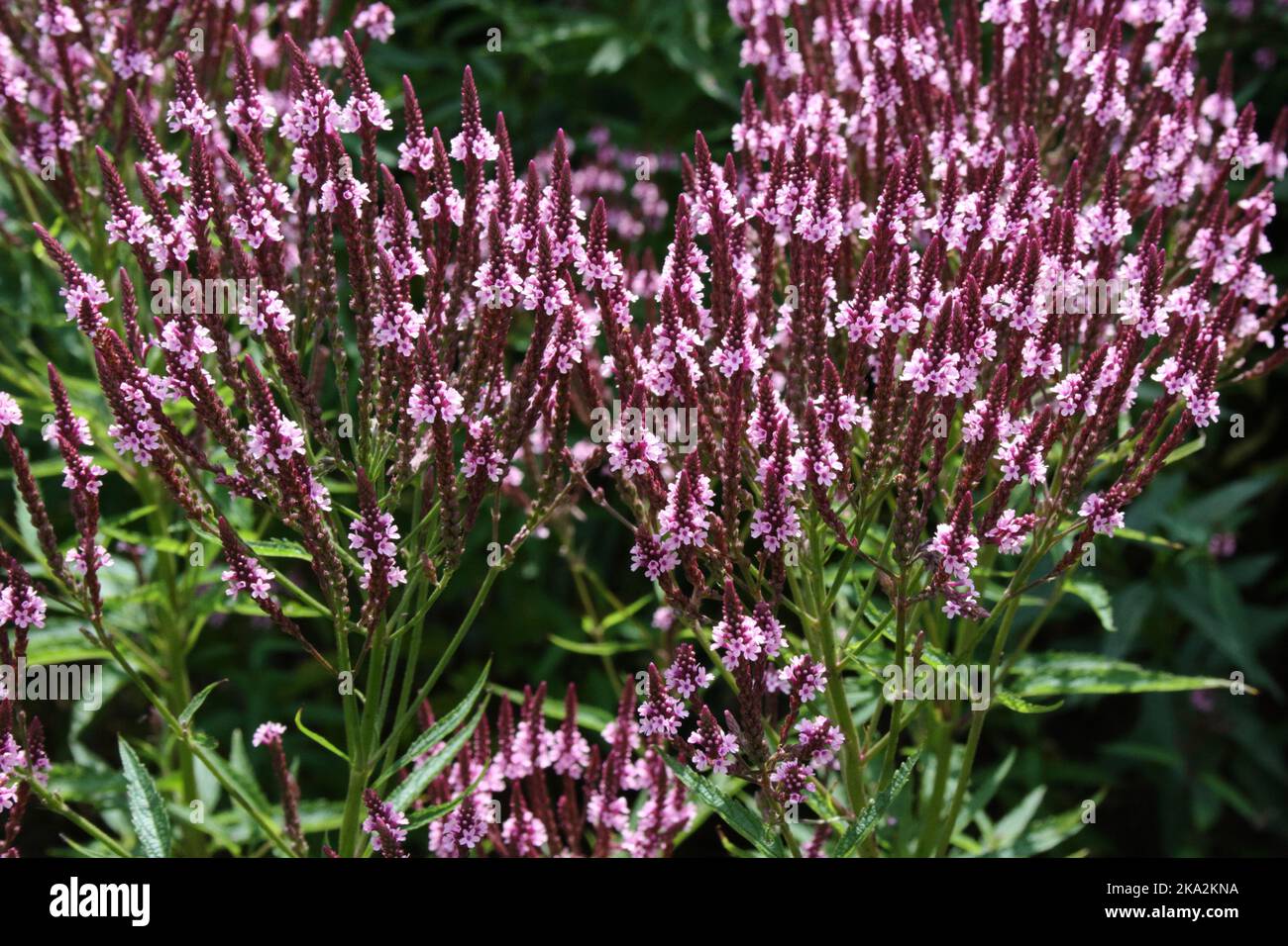 Blütenspitzen der Sumpfverbena (Verbena hastata 'Pink Spires') Stockfoto