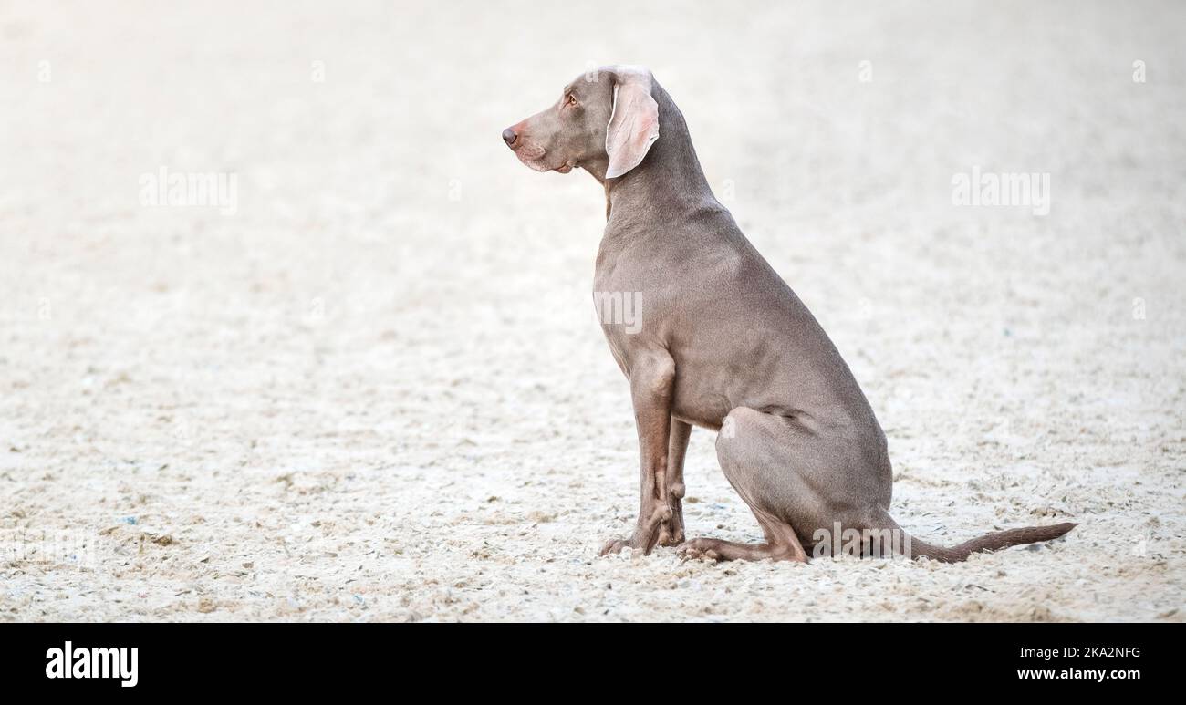 Weimaraner Hund auf weißem Sand. Schöne Vollblut Jagd Hundeportrait im Freien aus nächster Nähe. Das Kabel sitzt im Profil. Sommertag. Keine Personen Stockfoto