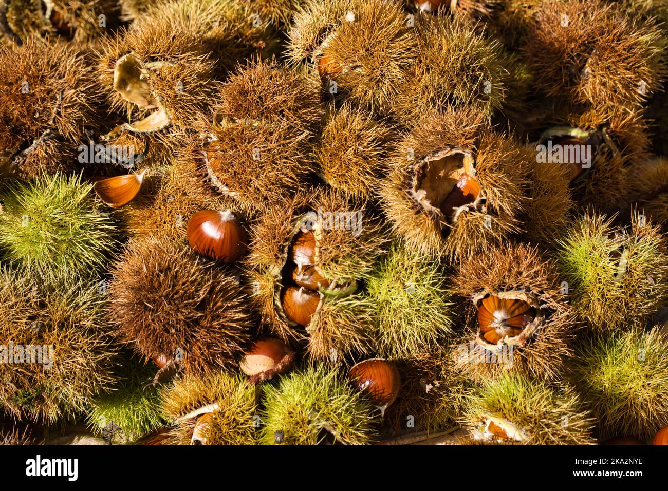 Draufsicht auf Kastanien mit Igel Stockfoto
