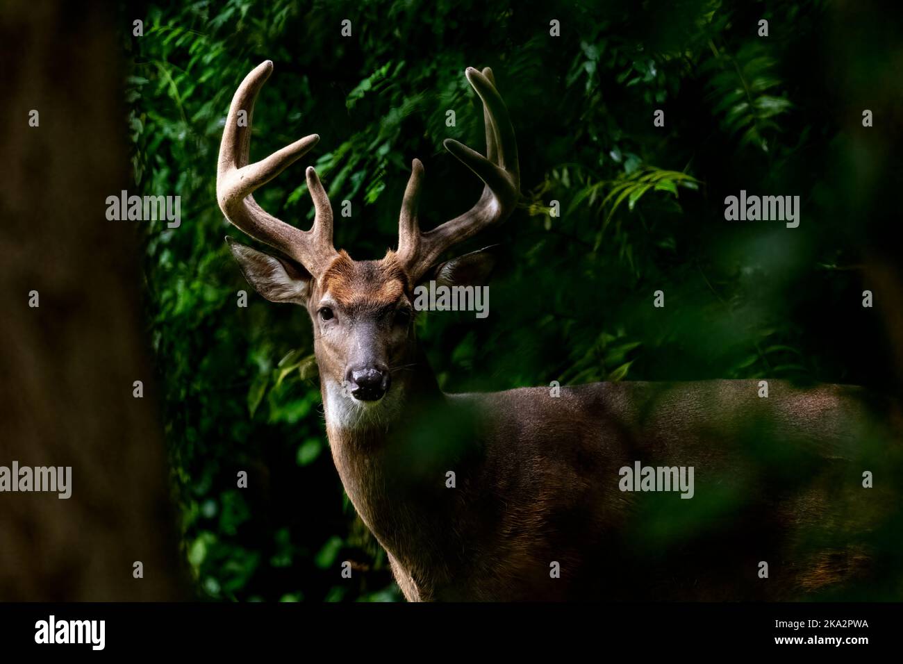 Ein männlicher Weißschwanzhirschmuck mit großem Geweih, der durch den Wald in Michigan, USA, guckt. Stockfoto