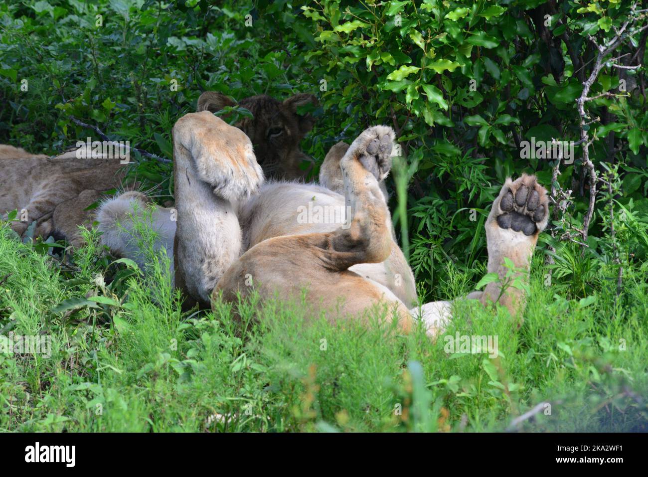 Löwenjungen dösen im Kruger National Park, Südafrika. Stockfoto