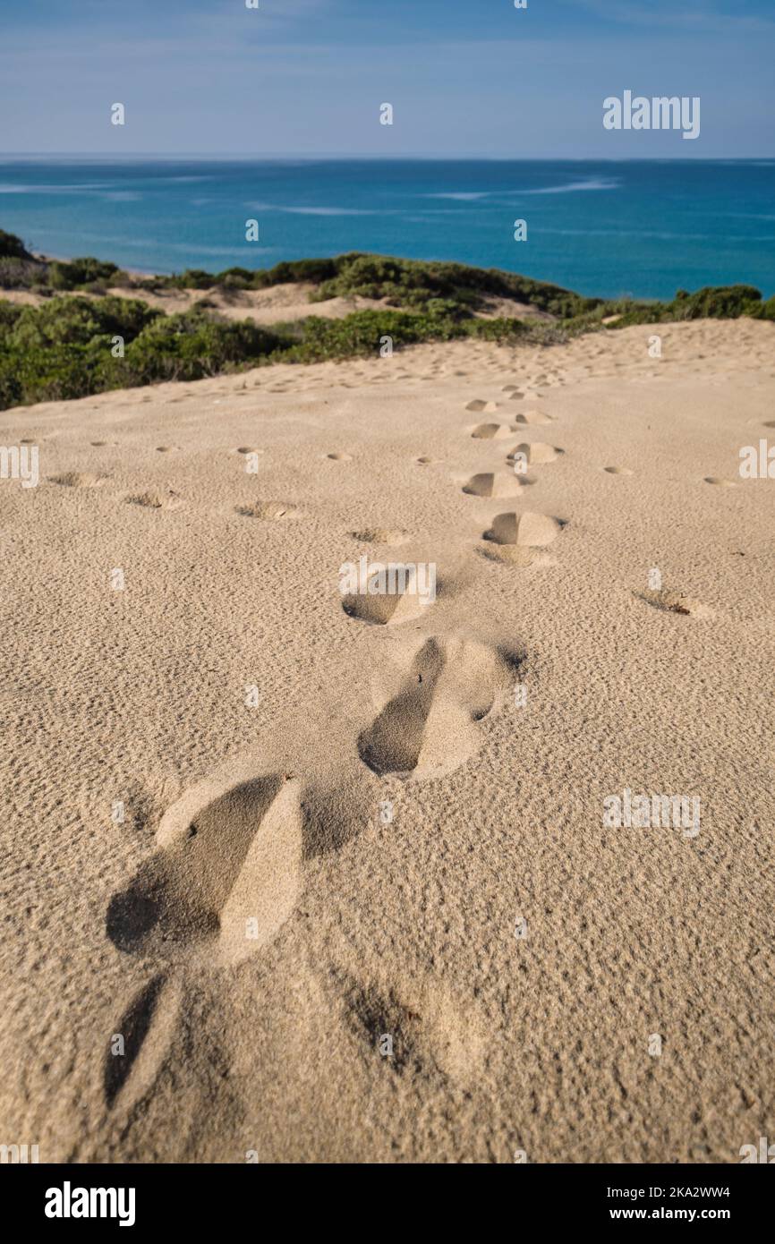 Fußabdrücke auf den Dünen in Piscinas Stockfoto