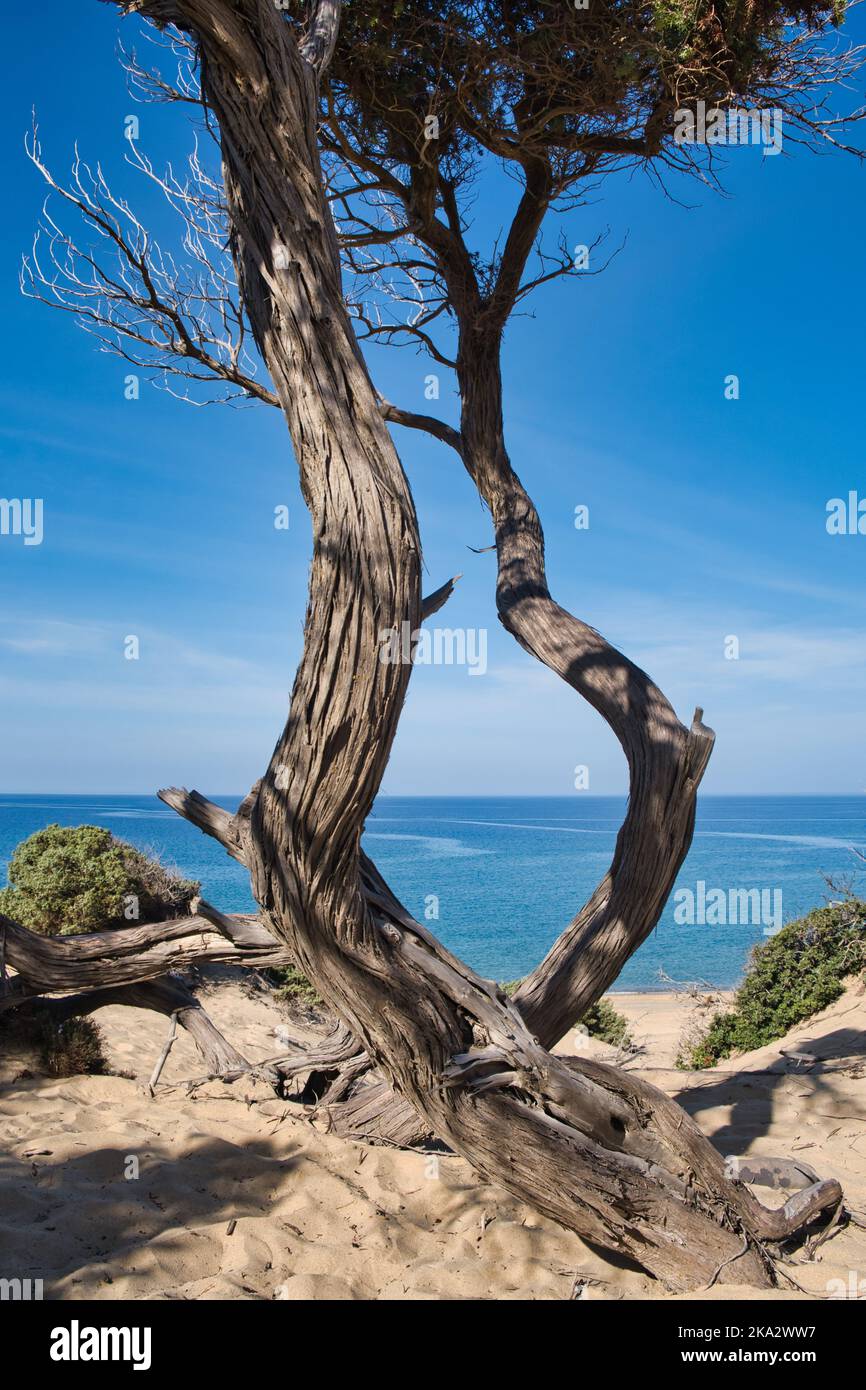 Alter Wacholderbaum, der vom Wind am Strand von Piscinas auf Sardinien gebogen ist Stockfoto