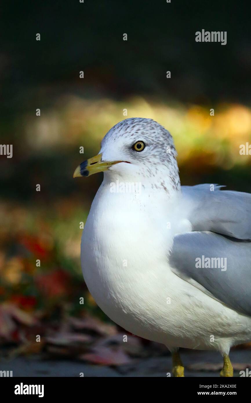 Eine Nahaufnahme einer weißen Ringmöwe. Stockfoto