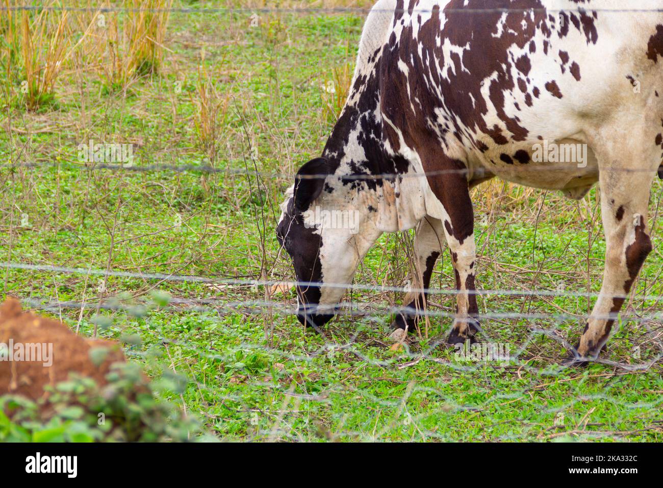 Goiânia, Goias, Brasilien – 30. Oktober 2022: Eine gefleckte Kuh, die Gras auf einer Farm frisst. Stockfoto