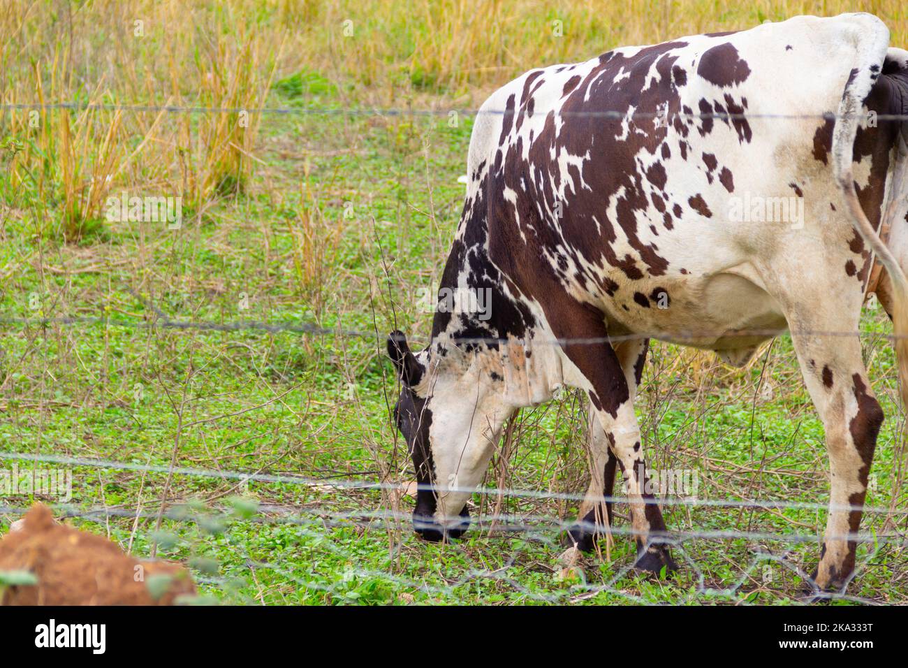 Goiânia, Goias, Brasilien – 30. Oktober 2022: Eine gefleckte Kuh, die Gras auf einer Farm frisst. Stockfoto