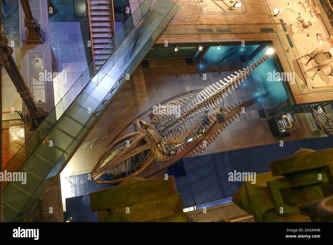 Frankreich, Paris, Museum National d'Histoire Naturelle - Jardin des Plantes - Le Grande Galerie de L'Evolution National Museum of Natural History, Jardi Stockfoto