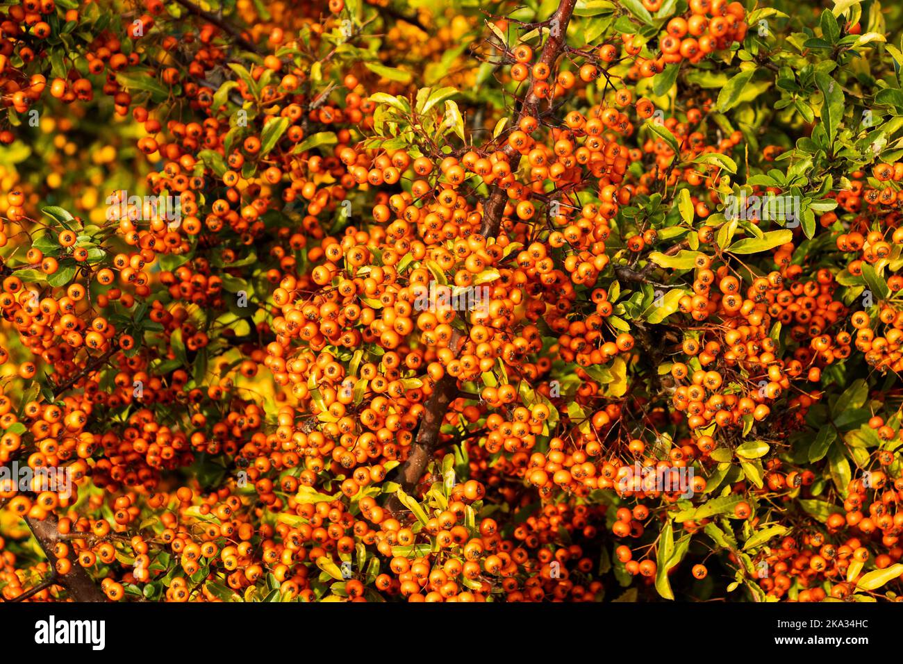 Der Firethorn ist ein beliebter kriechender Strauch und bei Gärtnern beliebt. Im Frühjahr haben sie Cluster von weißen Blüten im Herbst spektakuläre Beeren Stockfoto