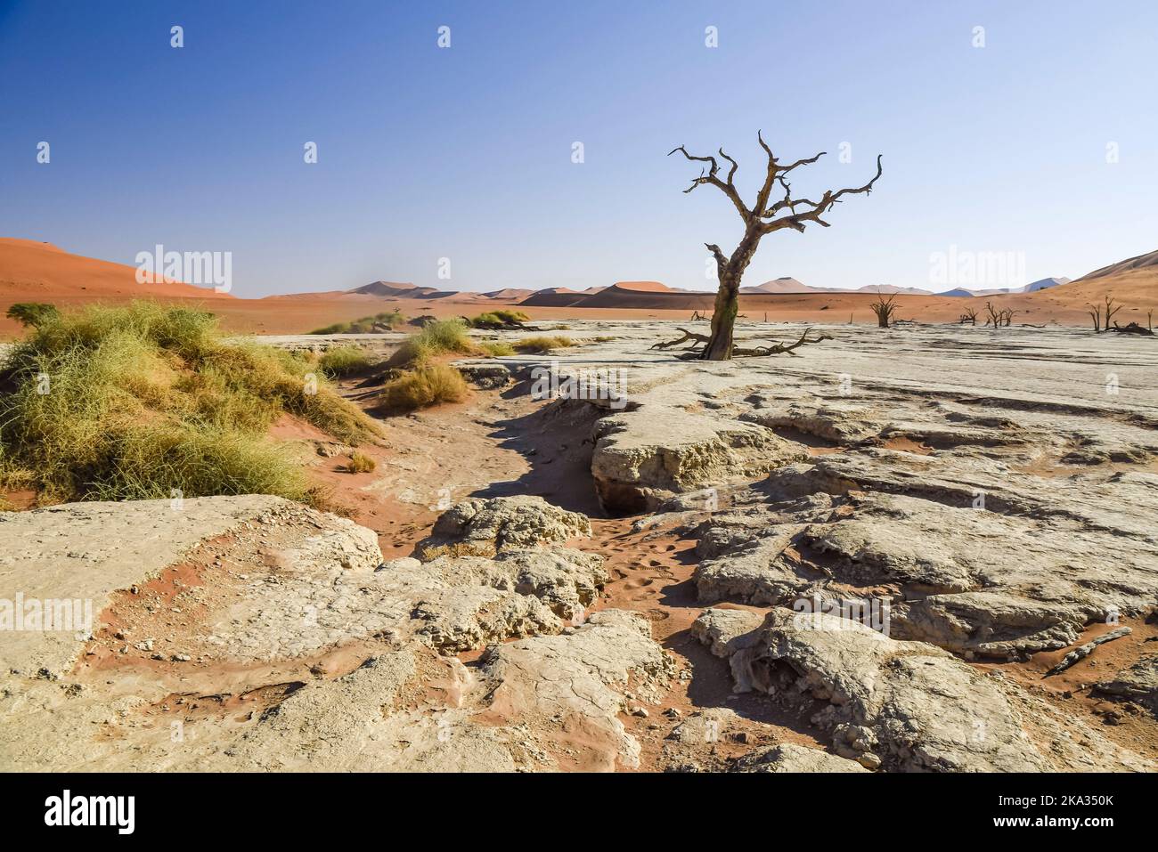 Kameldornbäume in Deadvlei, Sossusvlei, Namibia. Sie wurden gebildet, als das Gebiet überflutete, sodass die Bäume wachsen konnten, aber Sanddünen blockierten den Fluss und schnitten alles Wasser ab. Die Bäume starben vor etwa 700 Jahren, und aufgrund der intensiven Trockenheit, können nicht verrotten. Stockfoto