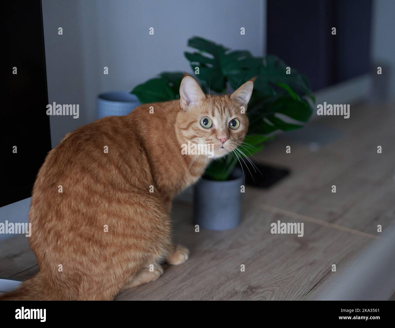 Bezauberndes rotes Kätzchen mit klassischem Marmormuster sitzt auf dem Tisch. Zu Hause bleiben, zu Hause arbeiten, in Quarantäne gehen. Schöne junge Ingwer Katze sitzt zu Hause Tisch in der Nähe von Computer-Monitor und Pflanze. Hochwertige Fotos Stockfoto