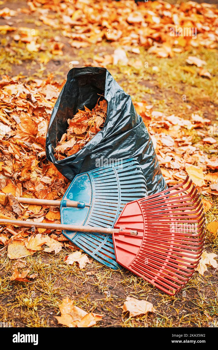 Herbst, Nahaufnahme des Stapels von abgefallenen Blättern und Rechen. Reinigungsservice und Blattfallkonzept Stockfoto