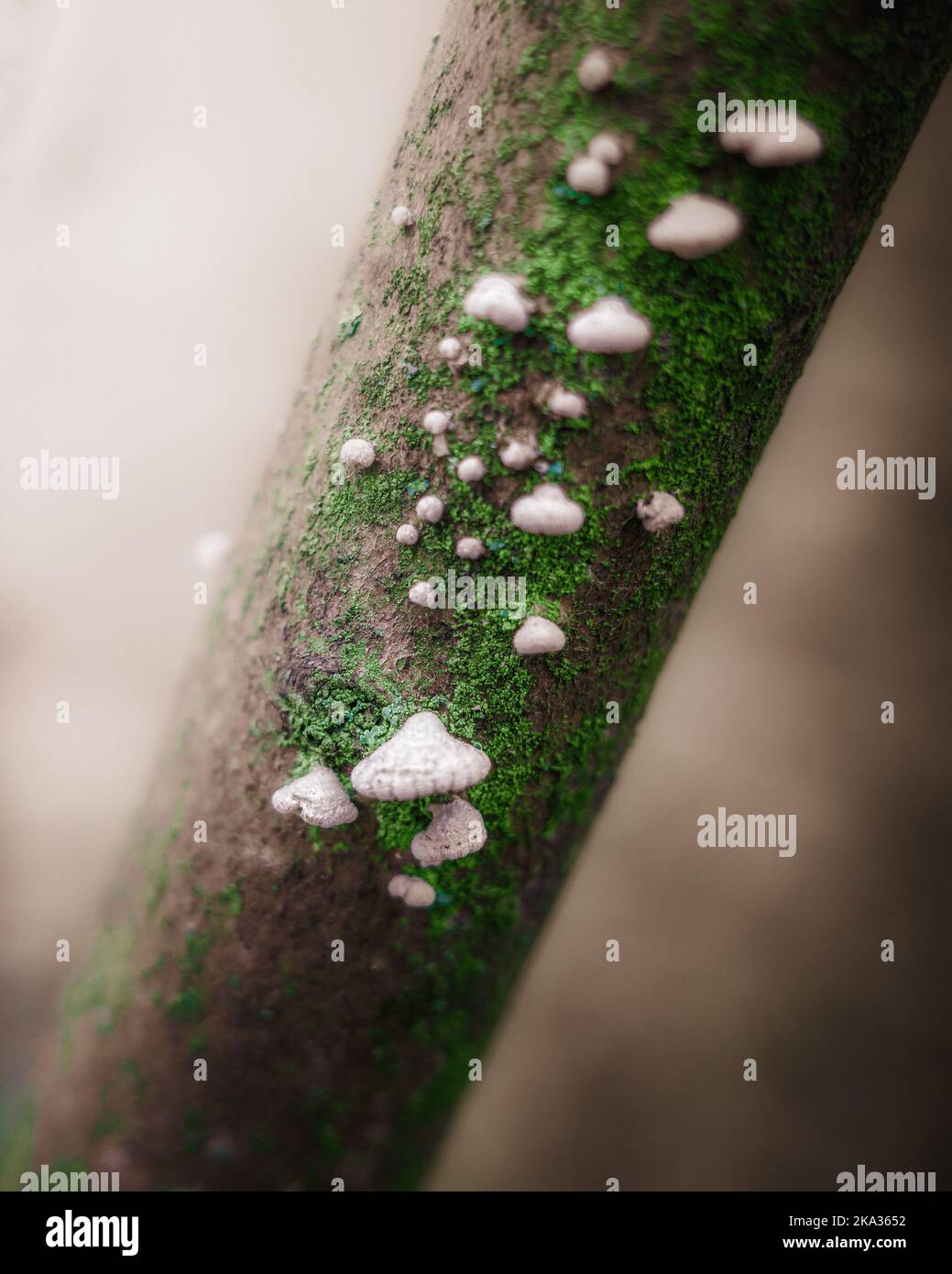 Eine Nahaufnahme von weißen kleinen Pilzen auf einem Baumstamm mit grünem Moos mit verschwommenem hellem Hintergrund Stockfoto