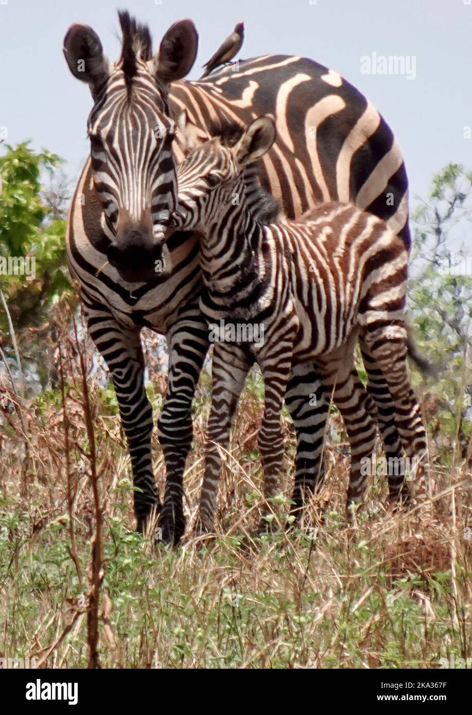 Akagera-Nationalpark, Ruanda, 26.. August 2022 Ein schmutziges Zebra und ihre Nachkommen, im Akagera-Nationalpark-Busch, Ruanda. Stockfoto
