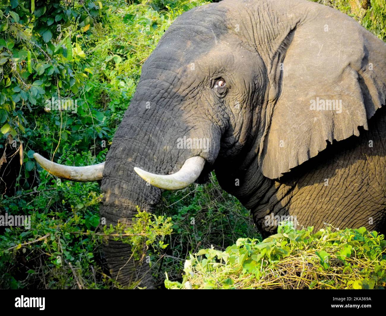 Akagera-Nationalpark, Ruanda, 26.. August 2022 Ein Elefant mit weiten Augen posiert im grünen Busch für den Fotografen Stockfoto