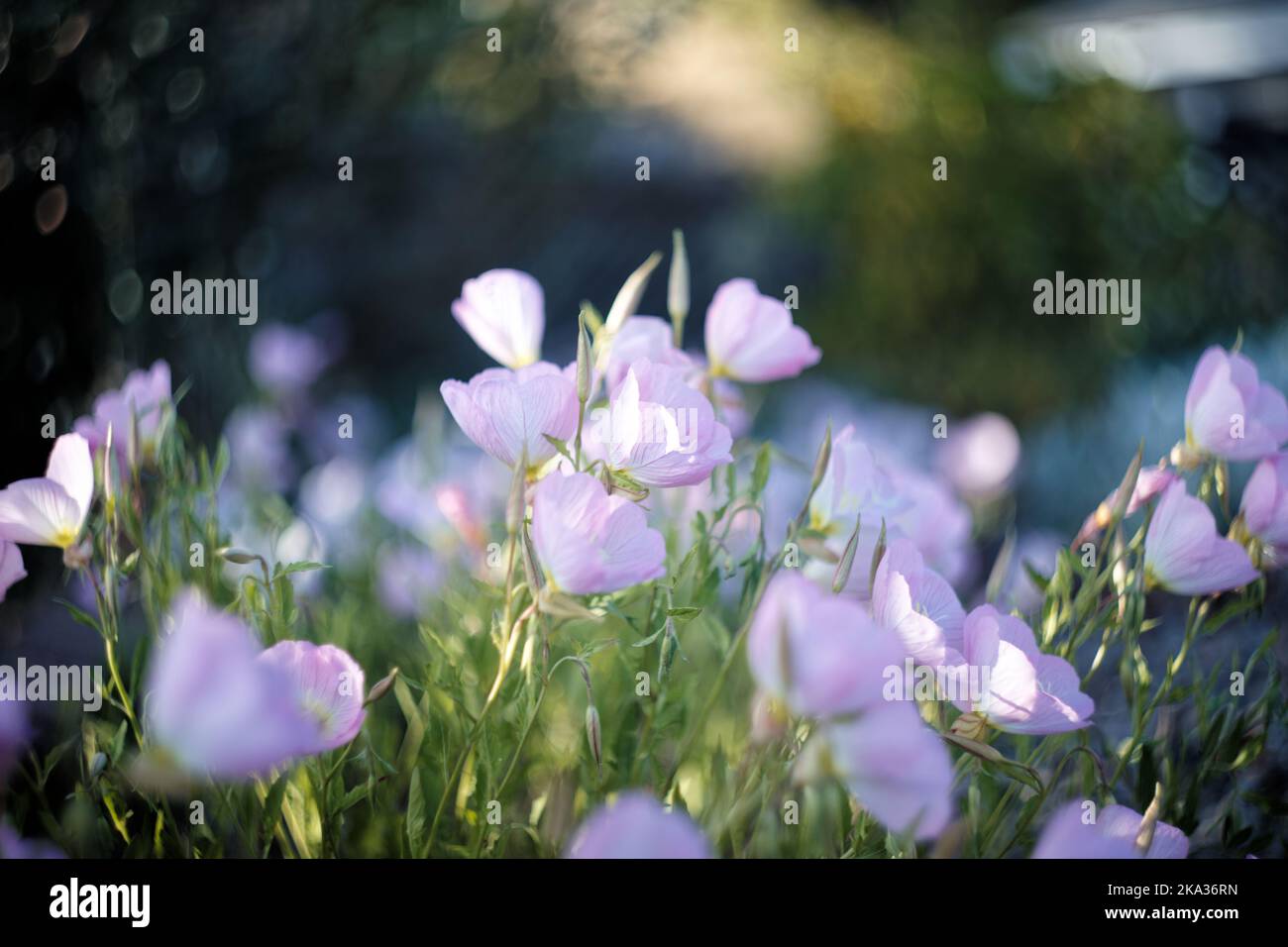 Eine Nahaufnahme von Oenothera speciosa, Pinkladies vor dem natürlichen Bokeh-Hintergrund. Stockfoto