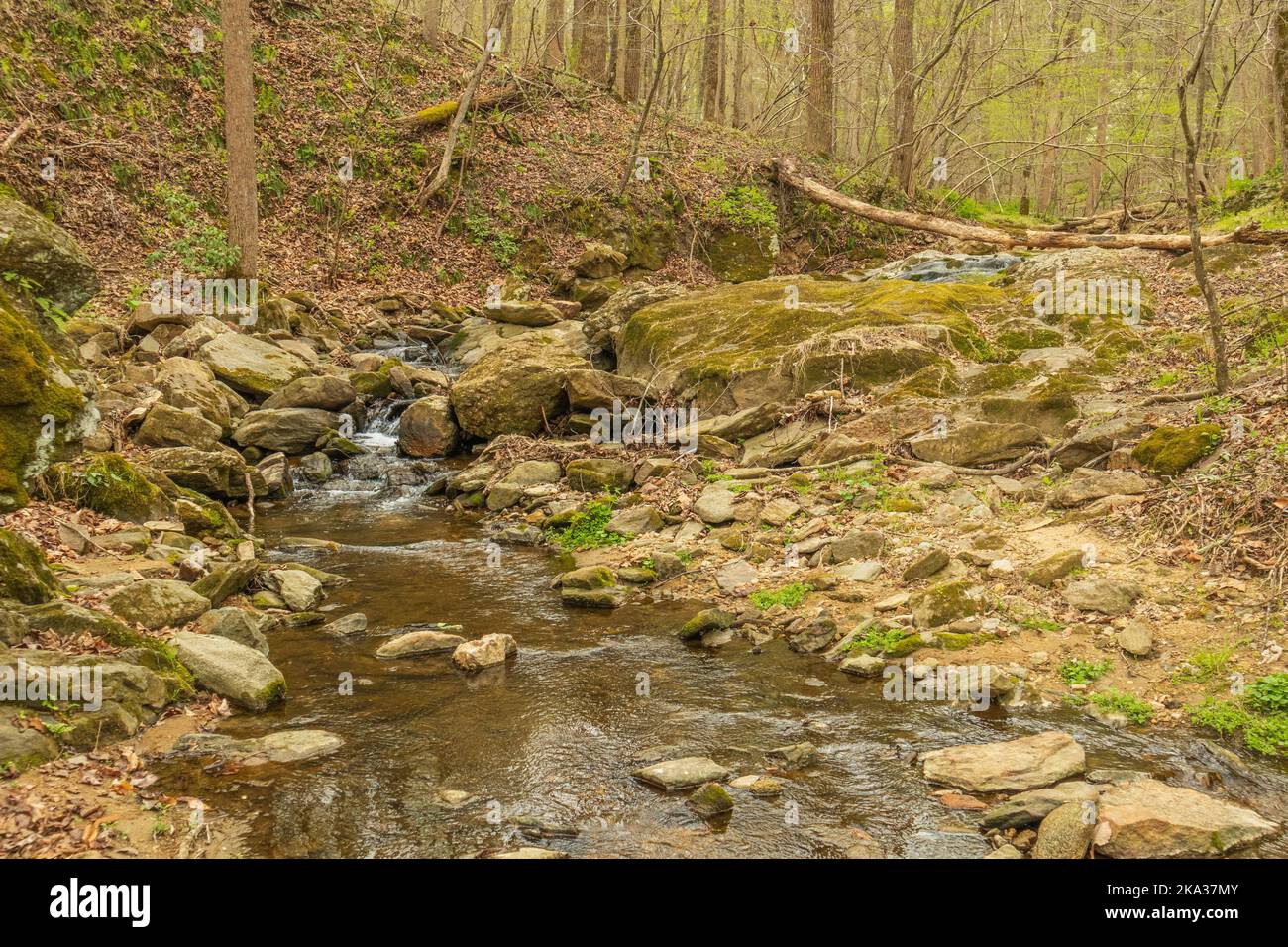Ein wunderschöner kleiner Bach, umgeben von viel Grün im Patapsco State Valley Park in Baltimore, Maryland Stockfoto