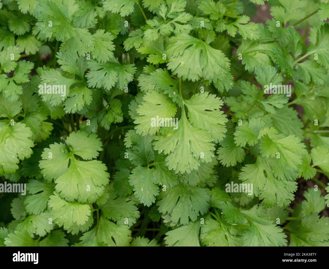 Eine Nahaufnahme des geschnittenen grünen Laubs von Koriander - Coriandrum sativum Stockfoto