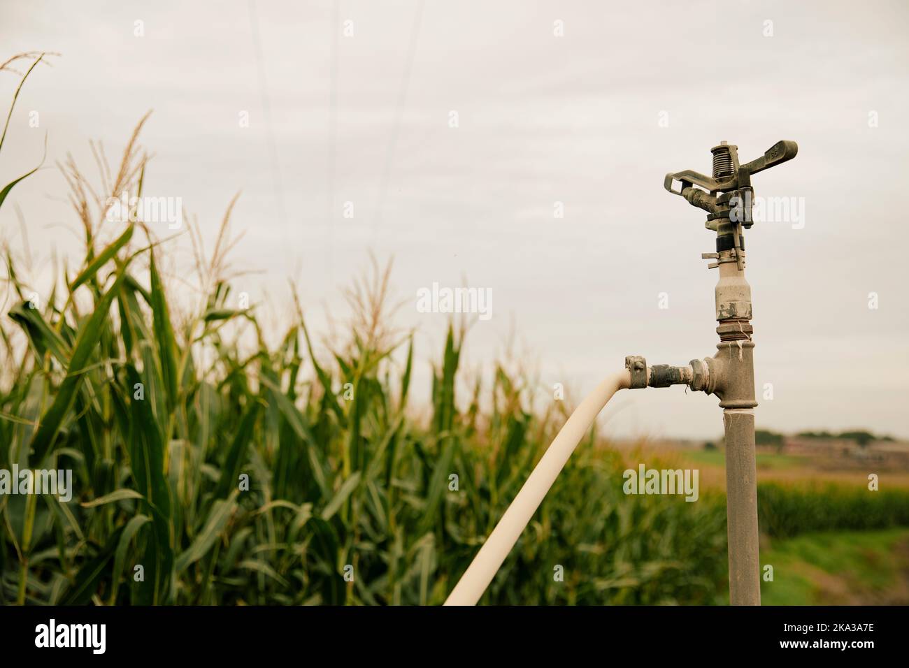 Sprinklerbewässerungssystem neben einem Maisfeld Stockfoto
