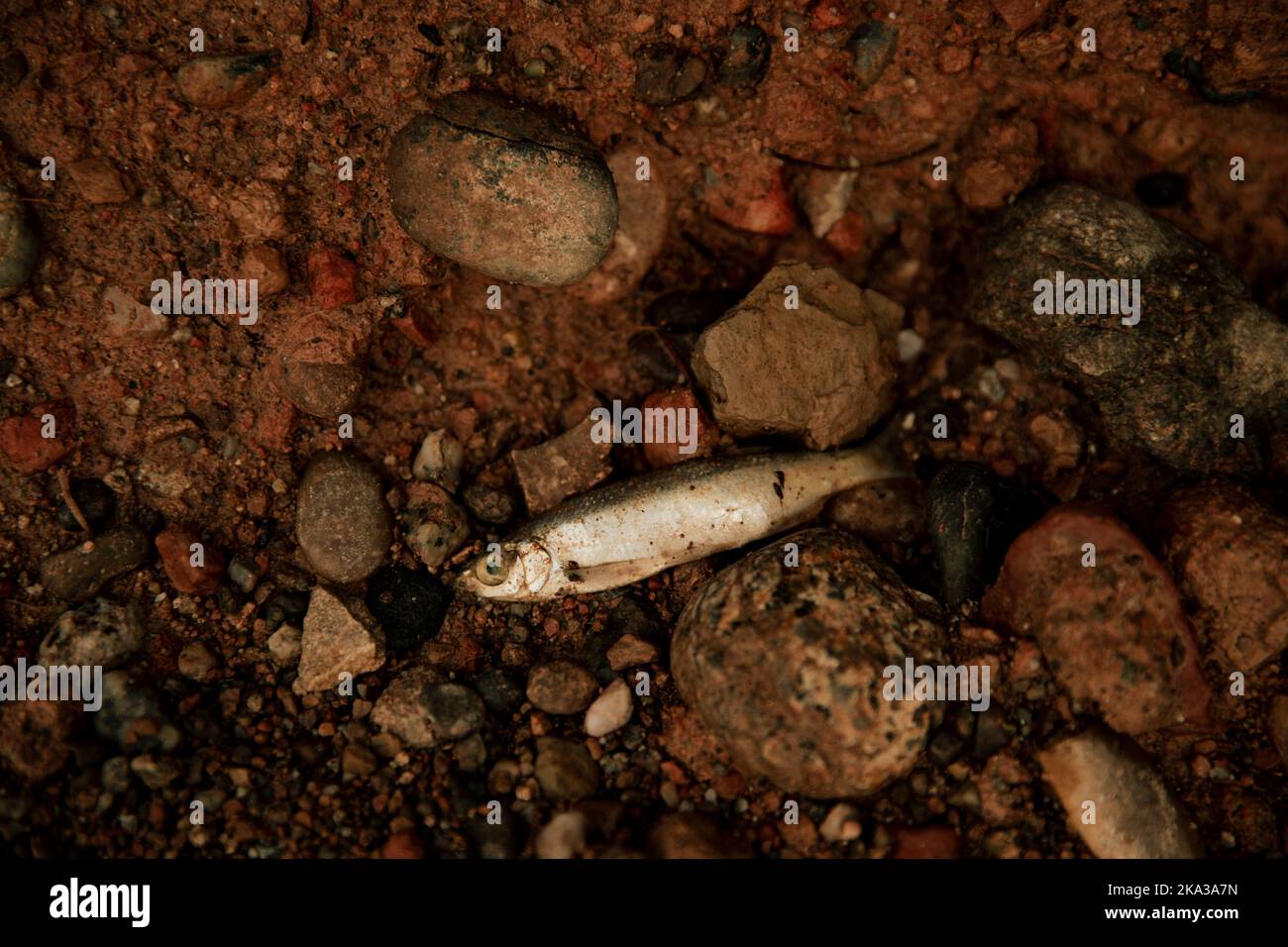 Tote kleine Fische im Schlamm aufgrund von Trockenheit Stockfoto