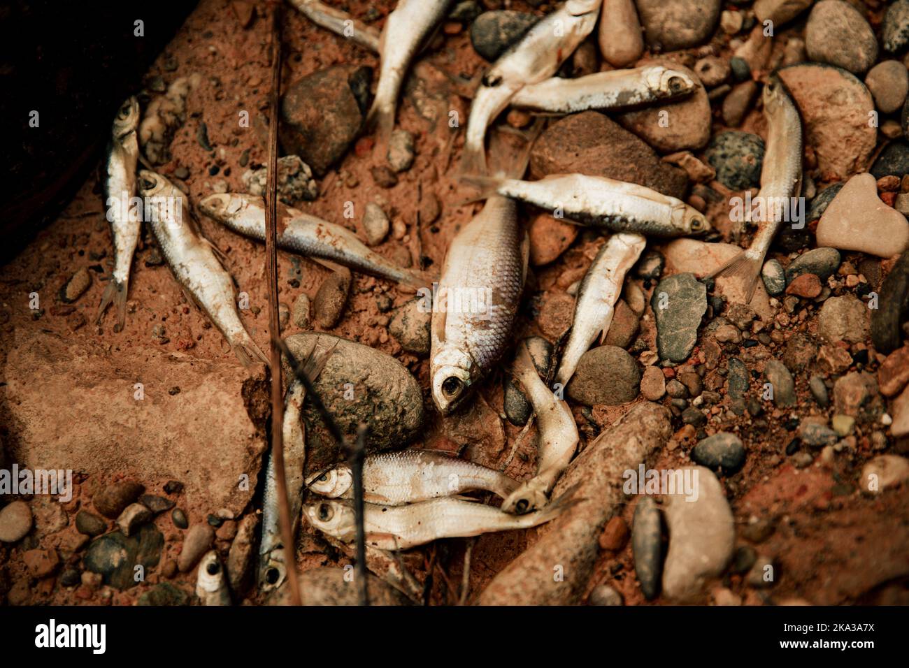 Tote kleine Fische im Schlamm aufgrund von Trockenheit Stockfoto