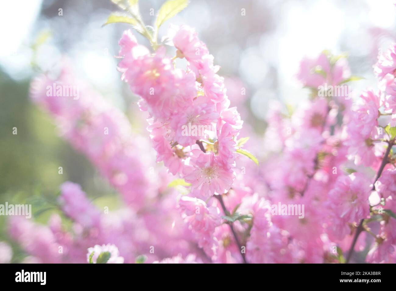 Rosafarbenes Photophon blühender Sakura-Zweige Stockfoto