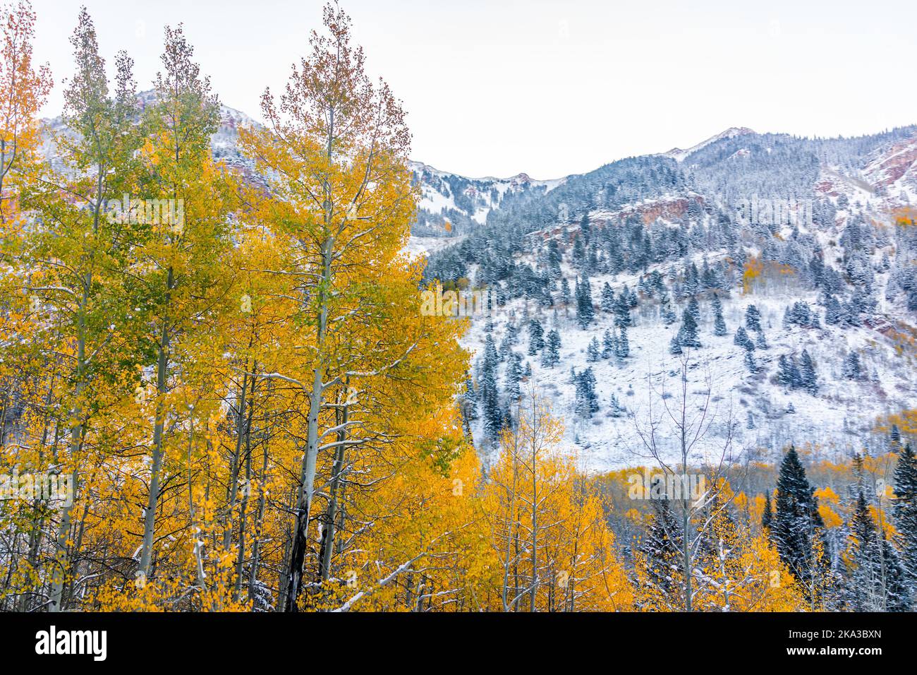 Kastanienbraune Glocken Morgen in Aspen, Colorado roten Elch Berge mit Winterschnee im Spätherbst Herbst Saison und Vordergrund von gelben und grünen Espen Baum fo Stockfoto